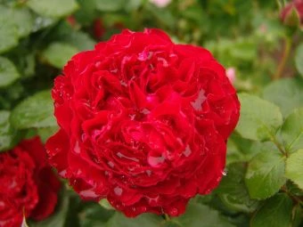 e09e62dc2bf77ec712d4e9fb2b5cbce6