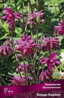 Aquilegia Bordeaux Barlow_kaper