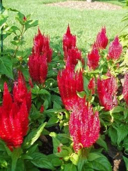 00020303_Целозия Кимоно Ред перистая (Гавриш)