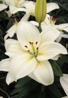 00031183_Лилия Йети АГ 5шт (КолорЛайн)