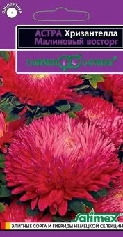 00037402_Астра Хризантелла Малиновый восторг 0,05 