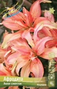 00042145_Лилия Афродита 5шт (КолорЛайн)