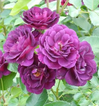 5c29a0b2cb6c4cd763bb81c9b65ca167