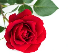 Саженцы Роз в наличии на складе!