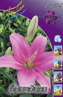 00035983_Лилия Бриндизи ЛА 10шт (КолорЛайн)