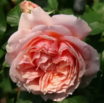 Снимок экрана 2024-12-16 103028