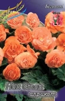 00027322_Бегония нон стоп Априкот 5шт (КолорЛайн)