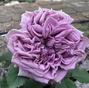 Снимок экрана 2025-10-14 153025