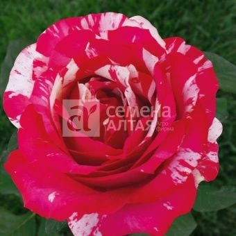 00028305_Роза Папагено чайно-гибридная в коробке (