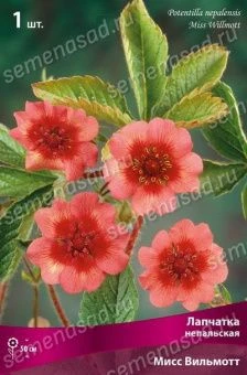 lapchatka_nepal_miss_vilmot_kaper