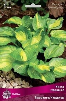 hosta_gibrid_emerald_charger_kaper