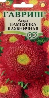 00010194_Астра Пампушка клубничная (Гавриш) 1_800