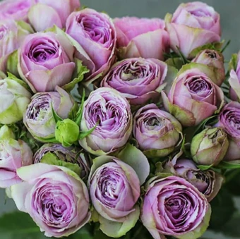 Снимок экрана 2026-02-09 114431