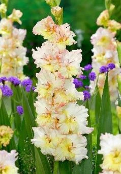 Gladiolus Cera Fearless