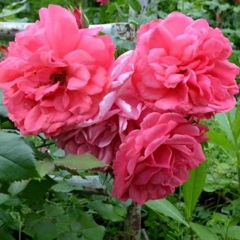 00033000_Роза Розмари Роуз флорибунда (Татарстан Р