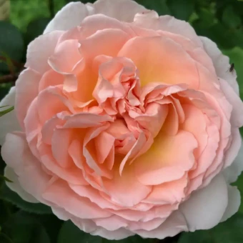 Снимок экрана 2025-10-21 104400