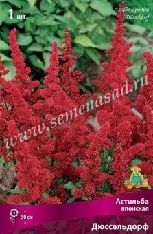 00037850_Астильба японская Дюссельдорф (ПОИСК)