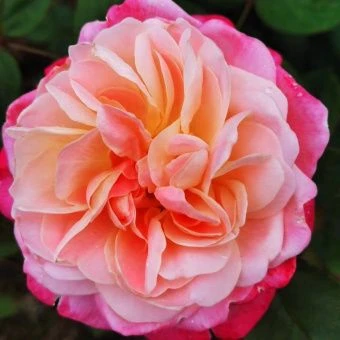 f14e5c3672cbac42d678a12cf1142044