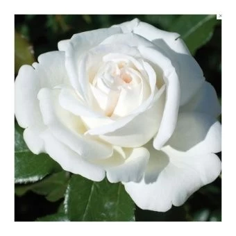 00032938_Роза Белый Медведь чайно-гибридная (Татар