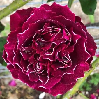 126_Baron_Girod_de_L