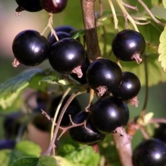 00025192_Смородина черная Валовая (ПОИСК)