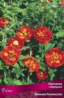 lapchatka_gibrid_william_rollisson_kaper