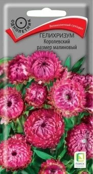 00041068_Гелихризум Королевский размер малиновый  