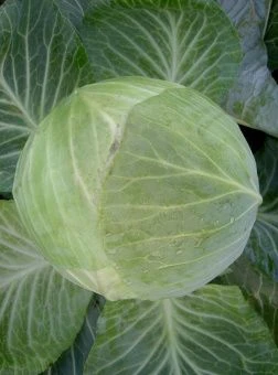 ЦБ-00023309_Капуста бк Атрия F1 15шт Seminis (Агрос).jpg 1