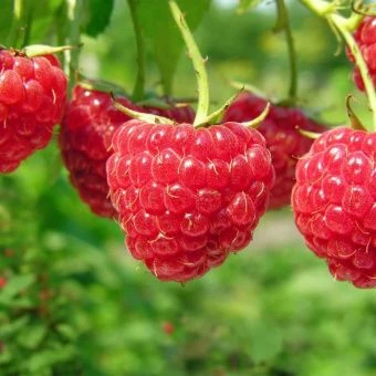 00044120_Малина Прелесть (ПОИСК)