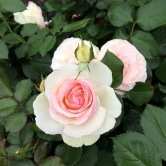 00037559_Роза Пале Рояль плетистая (Татарстан Роза