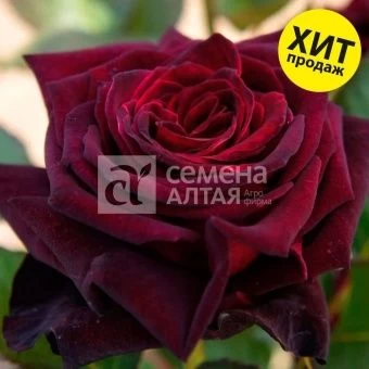 00016305_Роза Блек Баккара чайно-гибридная в короб