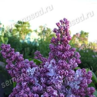 siren_obyknov_lilovaya_piramida