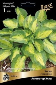 hosta_gibrid_alligator_elly_kaper