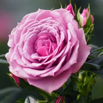 5f06d27efa3a3c0638a2bf2b5f674bf5