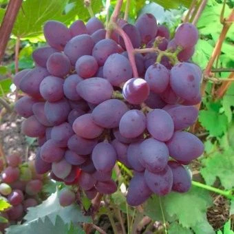 00044033_Виноград плодовый Ася (ПОИСК)
