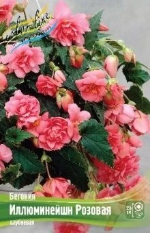 00042328_Бегония ИЛЛЮМИНЕЙШН РОЗОВАЯ 3шт (КолорЛай