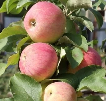 00044262_Яблоня карликовая Павлуша (ПОИСК)