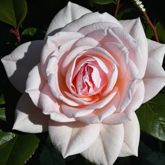 Снимок экрана 2025-10-22 115214