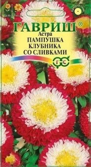 00011588_Астра Пампушка клубника со сливками (Гавр