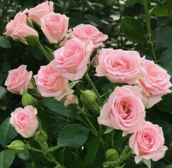 Снимок экрана 2026-02-09 114714