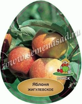 00033161_Яблоня Жигулевское (ПОИСК)
