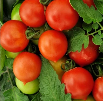 Томат Персик красный (Вкуснятина) (НК)