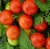 Томат Персик красный (Вкуснятина) (НК) Томат Персик красный (Вкуснятина) (НК)