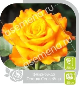 00016288_Роза Оранж Сенсейшн флорибунда в коробке 