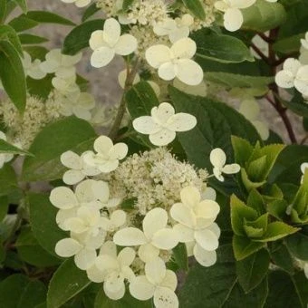 gorten_metel_prim_white