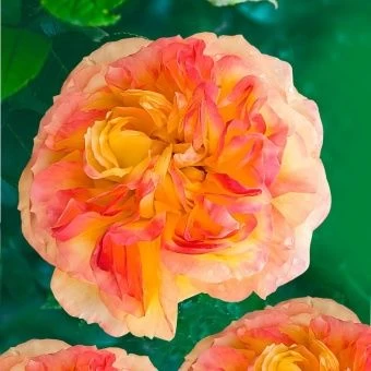 rosa_henri_delbard_Sebirika