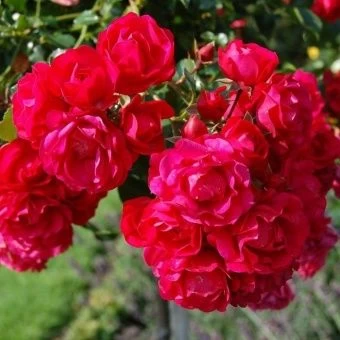 00037676_Роза Иониум почвопокровная (Татарстан Роз