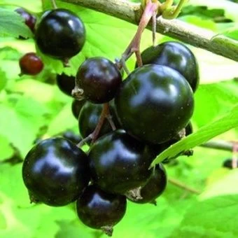 smorodina_chernaya_exotic