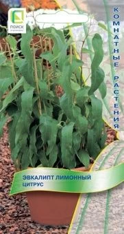 00035839_Эвкалипт Цитрус лимонный 5шт (ПОИСК)