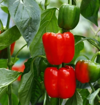 Перец Гранатовый Браслет F1 (УД) (2)